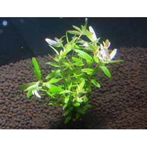 セイロン・ロタラ(5本)国産無農薬 ◆繊細な葉...の詳細画像2