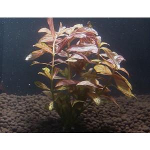 ハイグロフィラ・ロザエネルビス（５本）国産無農薬　◆赤色の葉が綺麗◆