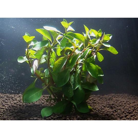 ルドヴィジア（５本）国産無農薬　◆赤系水草の定番◆