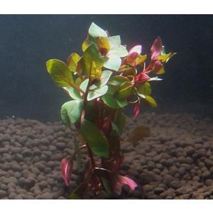 ルドウィジアspスーパーレッド（５本）水上葉　国産無農薬　◆深紅の水草◆