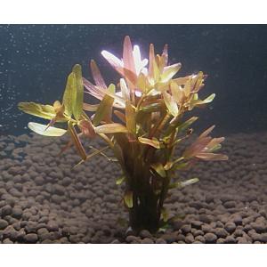 ロタラ　ロトンディフォリア（５本）国産無農薬　◆小さな赤い葉がキレイ◆