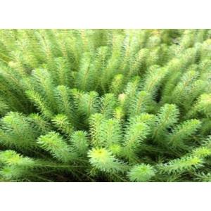 ロタラ　ＳＰ　ベトナム　レッド（５本） 水上葉　国産　◆細い赤葉が美しい◆