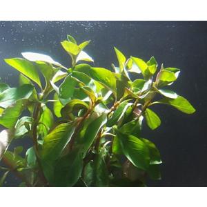 ルドヴィジア(30本)国産無農薬 ◆赤系水草の定番◆の詳細画像1