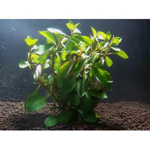ルドヴィジア（50本）国産無農薬　◆赤系水草の定番◆