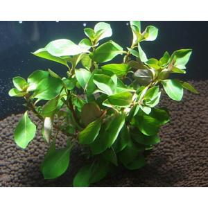 ルドヴィジア(50本)国産無農薬 ◆赤系水草の定番◆の詳細画像2