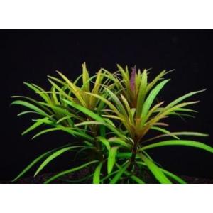 エウステラリスspダッセン（５本）国産無農薬　◆光量により緑色、赤色から赤茶色になる美しい葉◆