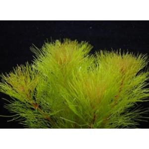 ピンクアンブリア（５本）国産無農薬　◆ピンクの綿帽子◆