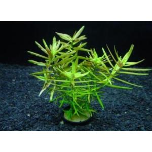 ディディプリス（５本）国産無農薬　◆緑〜赤〜オレンジのグラデーションが綺麗　水中で花が咲く◆