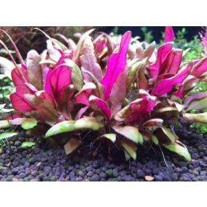 アルテルナンテラレインキー　ミニ（３本）無農薬 ◆赤色系丈夫水草◆