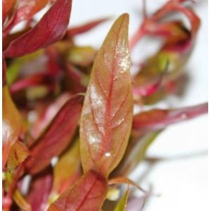 アルテルナンテラ　レインキー　斑入り（Ａｌｅｘ）アレックス(３本) 無農薬　◆赤色系丈夫水草◆