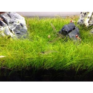 ショートヘアーグラス　1束（直径1cm）国産無農薬 ◆緑の草原◆