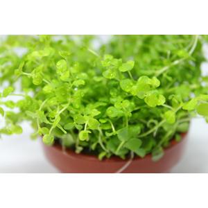 ニューラージパールグラス（5本）国産無農薬 ◆気泡をつける姿が美しい◆