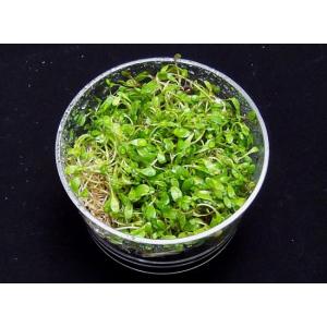 グロッソスティグマ（３カップ）国産無農薬 ◆前景草の王様◆