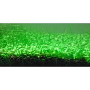 グロッソスティグマ(3カップ)国産無農薬 ◆前...の詳細画像1