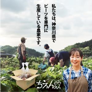 ビーツ 2kg 大きめサイズ L規格 規格外品...の詳細画像1