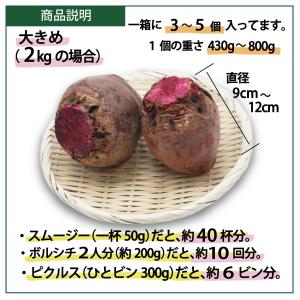 ビーツ 2kg 大きめサイズ L規格 規格外品...の詳細画像2