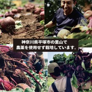 ビーツ 2kg 大きめサイズ L規格 規格外品...の詳細画像4