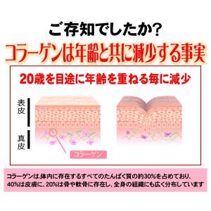 (約6ヵ月分/360粒)すっぽん サプリ サプ...の詳細画像5