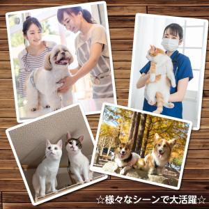 犬 犬用 猫用 キャリーバッグ ペット キャリ...の詳細画像4