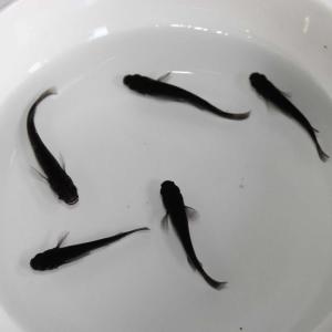 めだか 生体 オロチメダカ　M〜L（2.5〜4cm）種親サイズ 5匹 選別漏れ混じり　黒　ブラック
