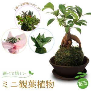 選べる8種類 ミニ観葉植物 ガジュマル サンスベリア