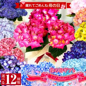 母の日 選べる12種類 鉢植え花ギフト アジサイ ベゴニア 「ミニ植物」のオマケ付き！｜bellebelle