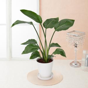 観葉植物 大型 モンステラ・デリシオーサ（根上がり仕立て） / 7寸・約