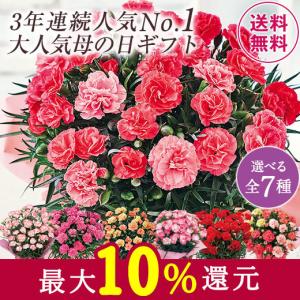 母の日 2021 ギフト ランキング プレゼント カーネーション 花鉢 鉢植え さくらもなか 5号 母の日期間お届け