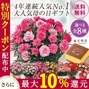 母の日 2022 花 プレゼント 花鉢 カーネーション 鉢植え ギフト 母 女性 祖母 スイーツ お菓子 文明堂 カステラ さくらもなか 5号 母の日期間お届け