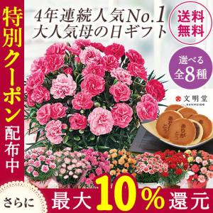 母の日 2022 花 プレゼント 花鉢 カーネーション 鉢植え ギフト 母 女性 祖母 スイーツ お菓子 文明堂 どら焼き さくらもなか 5号 母の日期間お届け