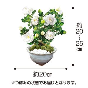 母の日 プレゼント 花 2024 贈答 ギフト...の詳細画像1