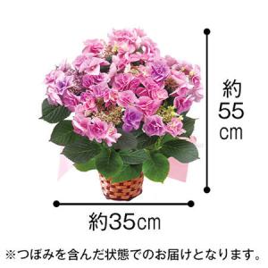 アジサイ フェアリーアイの商品一覧 通販 Yahoo ショッピング