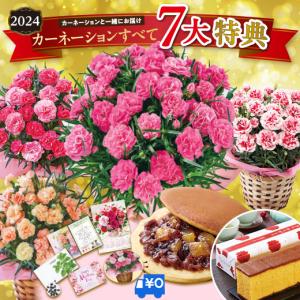 ＼受注延長！／ 母の日 プレゼント 花 2024 贈答 ギフト カーネーション 花鉢 鉢植え スイーツ 洋菓子 5号 スイートジュエル 長崎 カステラ 【ギフト対象商品】｜bellunafoods