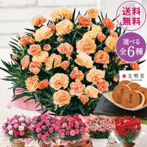 母の日 花 カーネーション プレゼント 2023 贈答 ギフト 花鉢 鉢植え スイーツ 和菓子 5号 フロランタン どらやき【ギフト 対象商品】