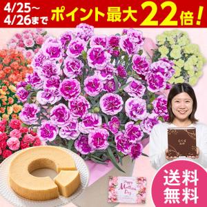 母の日 プレゼント 花 スイーツ 2026 予約 ギフト カーネーション 花鉢 鉢植え オルフィカ 5号 バウムクーヘン 母の日期間お届け 【送料無料】