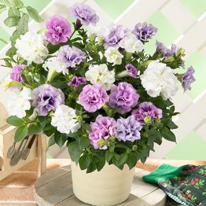 早割 母の日 プレゼント 花 2026 予約 ギフト 花鉢 鉢植え 八重咲き ペチュニア 3色 寄せ植え 5号 母の日期間お届け 【送料無料】