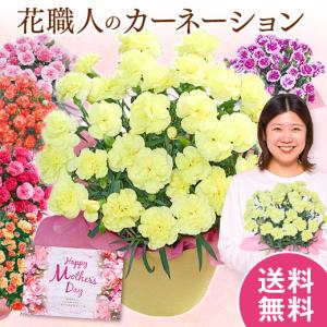 母の日 プレゼント 花 2026 予約 ギフト カーネーション 花鉢 鉢植え ルミナリア 5号 母の日期間お届け 【送料無料】