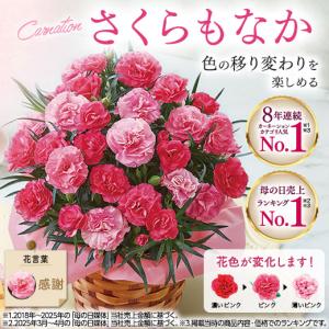 母の日 プレゼント 花 スイーツ 2026 予...の詳細画像4