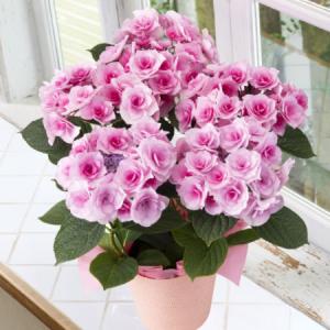 早割 母の日 プレゼント 花 2026 予約 ギフト 花鉢 鉢植え あじさい クレインブーケ 5号 母の日期間お届け 【送料無料】