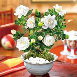 爆買 父の日 プレゼント 花 2026 予約 ギフト 鉢植え 盆栽 香りただよう くちなし 盆栽 5号 父の日期間お届け 【送料無料】｜ベルーナグルメヤフー店
