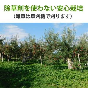 【予約・11月下旬頃から順次出荷開始予定】長野...の詳細画像4