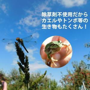 【予約・11月下旬頃から順次出荷開始予定】長野...の詳細画像5