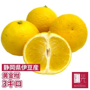 【あすつく対応】 黄金柑 中箱 (約3kg) 【クール便】 静岡県沼津市西浦 ゴールデンオレンジ 「北海道・沖縄は送料別途送料+1100円」｜benikou