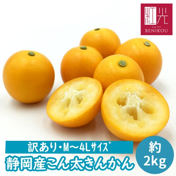 【今季販売終了間近！】【訳あり】 こん太きんかん (M〜4Lサイズ) 約2kg 「北海道・沖縄は送料...