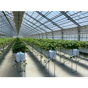 国産いちご 【Sサイズ (35〜36粒) 約2...の詳細画像1