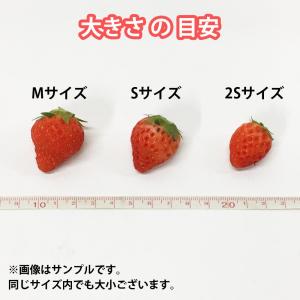 国産いちご 【Sサイズ (35〜36粒) 約2...の詳細画像3