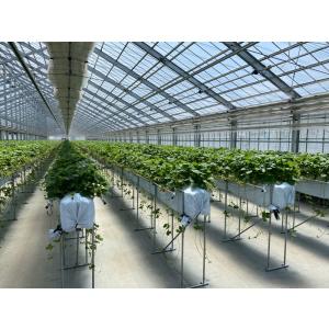 国産いちご 【Sサイズ (35〜36粒) 約2...の詳細画像1