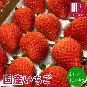 国産いちご 約0.5kg 2トレー【2L〜Mサイズ/24〜30粒】「北海道・沖縄は送料+1100円」...