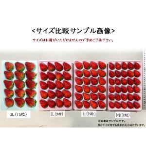 国産いちご 【2L〜Mサイズ (20〜30粒)...の詳細画像3