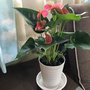 (ピンク) 愛んすりうむ5号 高さ50cm ア...の詳細画像5